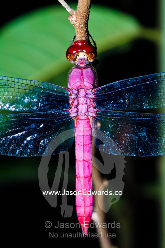 A delicate Pink Skimmer dragonfly roosting on a twig in the Amazon Rainforest at night. Amazon River, Amazon Basin, Loreto Region, Maynas Province, Peru.