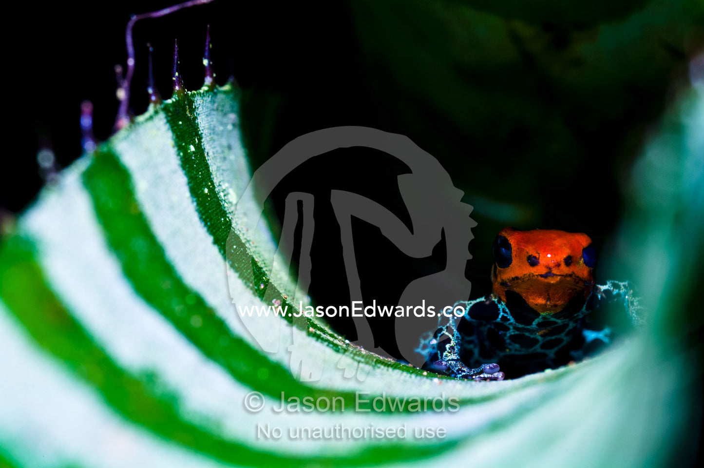 A new color morph of the Amazon dart frog makes its home in a bromeliad where it also breeds. Amazon River, Amazon Basin, Loreto Region, Maynas Province, Peru.