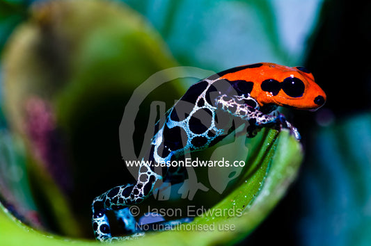 A new color morph of the Amazon Dart Frog peers out of its bromeliad home that it also defends. Amazon River, Amazon Basin, Loreto Region, Maynas Province, Peru.