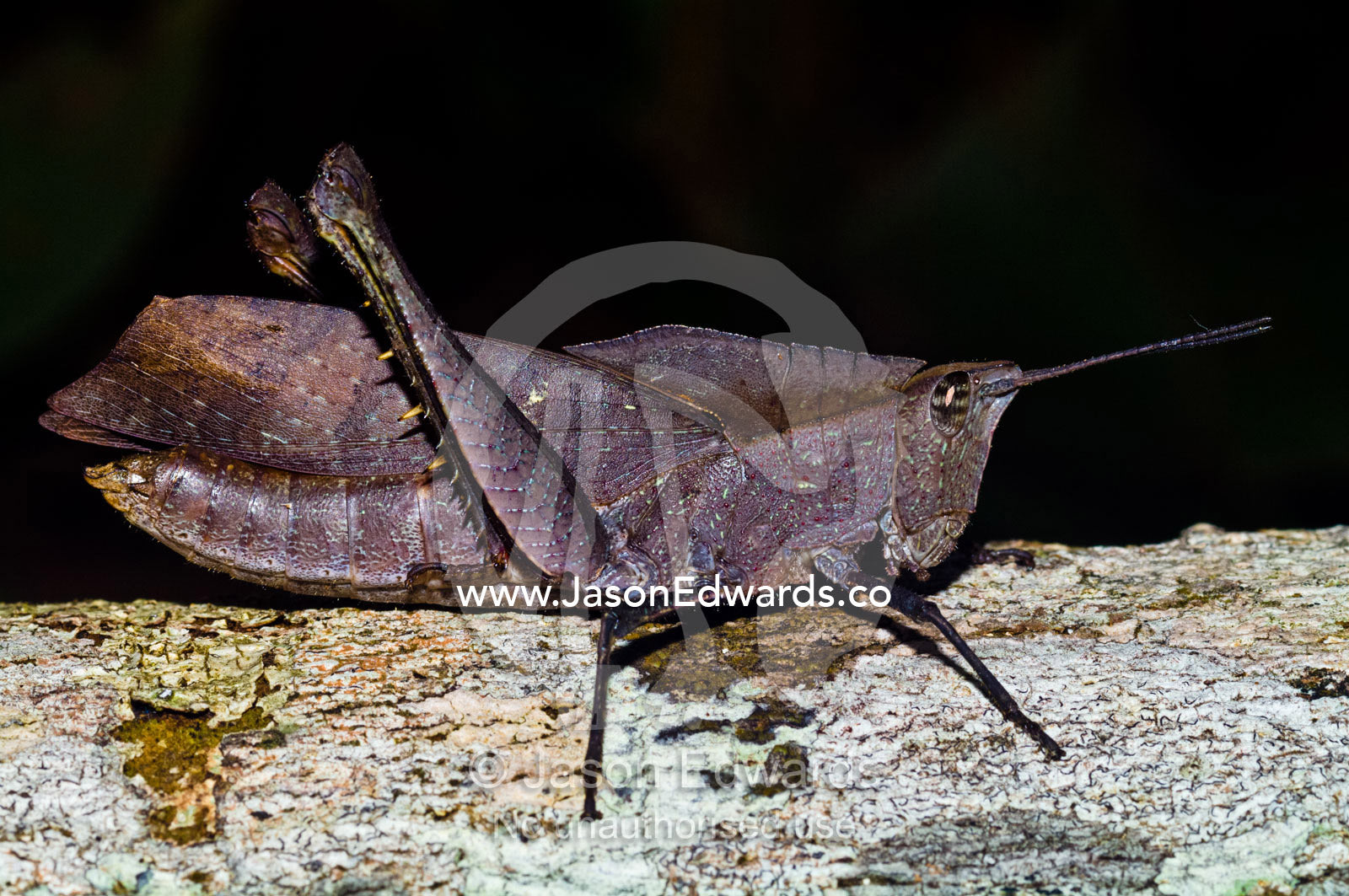 A colorful-winged grasshopper camouflaged like a dead leaf resting on a tree trunk. Amazon River, Amazon Basin, Loreto Region, Maynas Province, Peru.