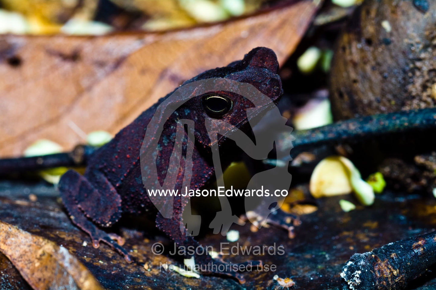 A burgundy velvet crested forest toad standing amongst the leaf litter on the rainforest floor. Amazon River, Amazon Basin, Loreto Region, Maynas Province, Peru.