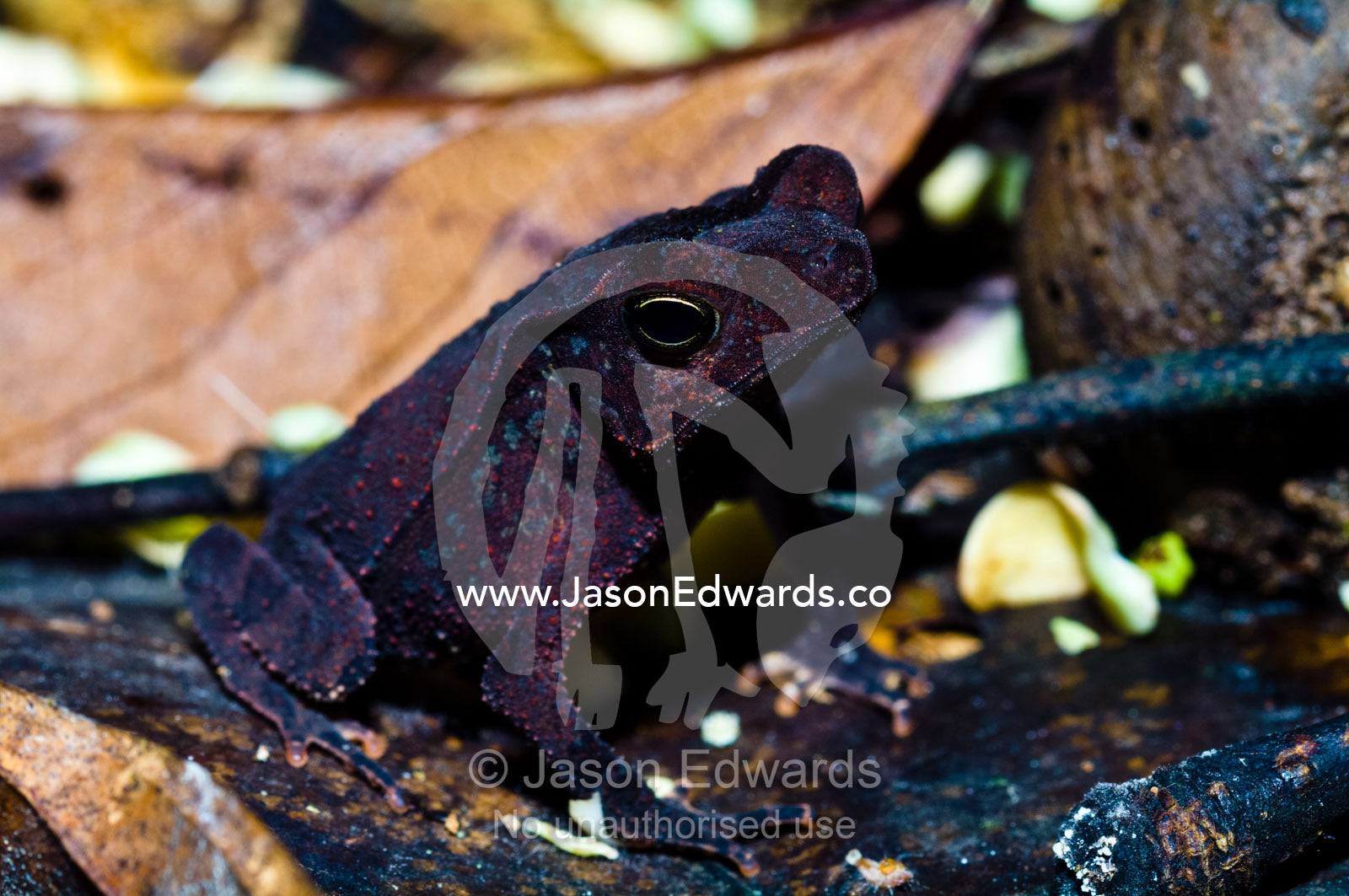 A burgundy velvet crested forest toad standing amongst the leaf litter on the rainforest floor. Amazon River, Amazon Basin, Loreto Region, Maynas Province, Peru.
