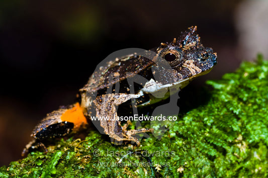 An eyelashed forest frog sitting on a moss covered tree root in a tropical rainforest. Amazon River, Amazon Basin, Loreto Region, Maynas Province, Peru.