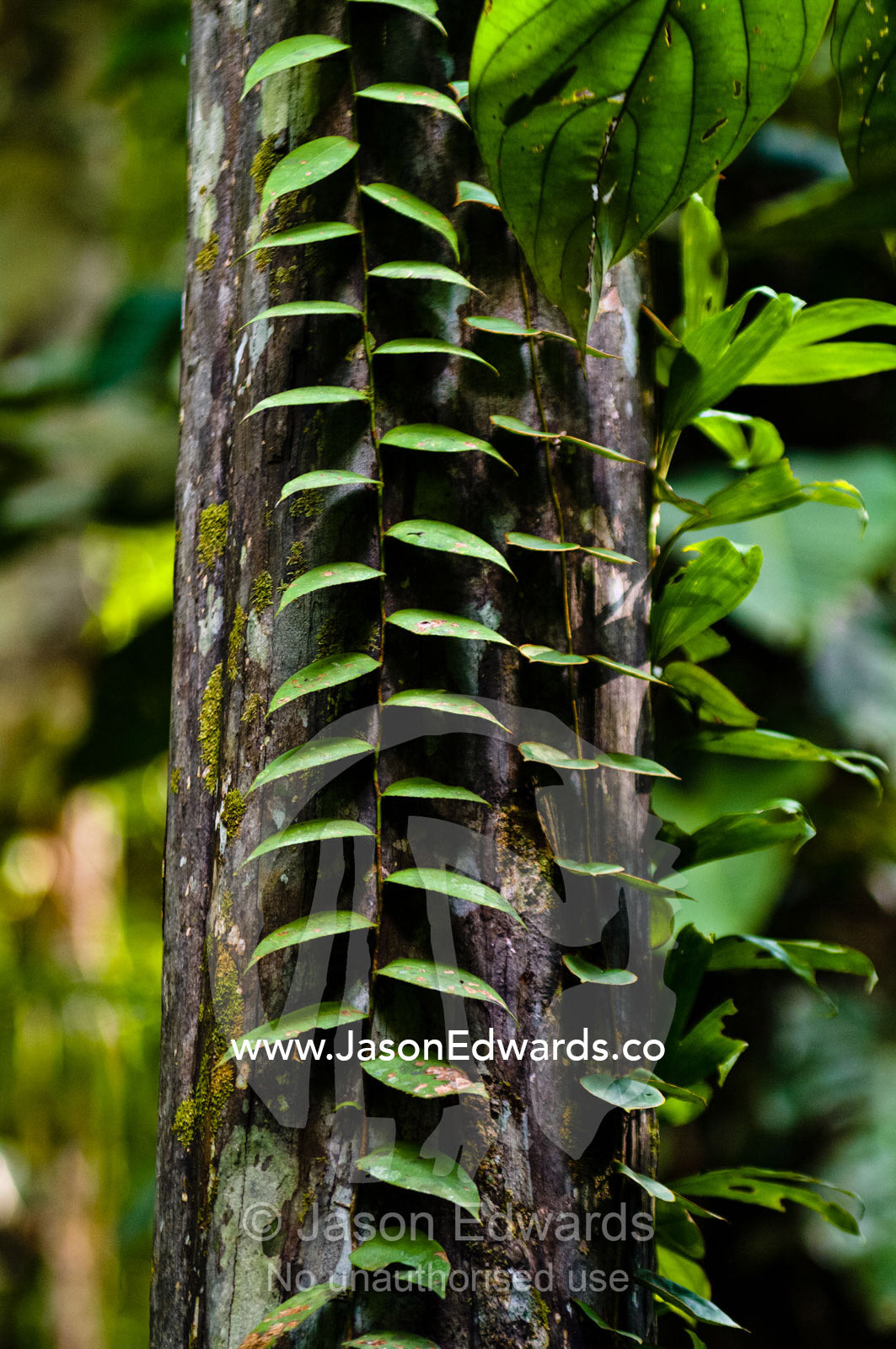 Parallel leaves sprout from the stalk of a vine climbing a tree trunk in the Amazon rainforest. Amazon River, Amazon Basin, Loreto Region, Maynas Province, Peru.