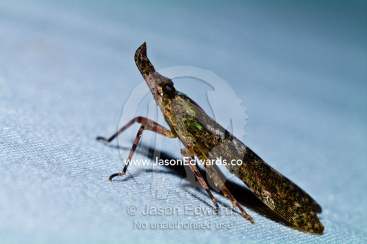 A Fulgora laternaria with a large horned head resting on a tent in the Amazon rainforest. Amazon River, Amazon Basin, Loreto Region, Maynas Province, Peru.