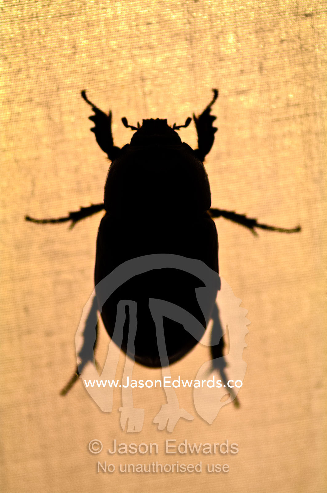 The silhouette of a beetle resting on the canvas of a tent in the Amazon rainforest at night. Amazon River, Amazon Basin, Loreto Region, Maynas Province, Peru.