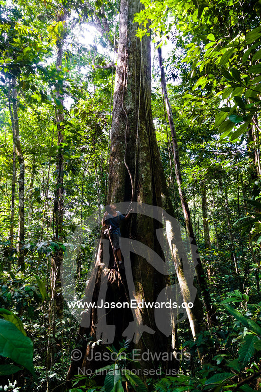A naturalist and expedition guide climbing the trunk of an enormous tree in the Amazon rainforest. Amazon River, Amazon Basin, Loreto Region, Maynas Province, Peru.