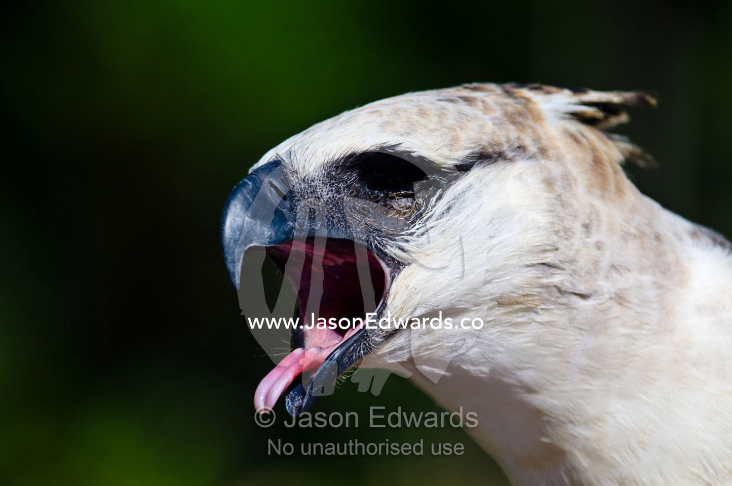A crested eagle extends its pink tongue and hooked beak calling to the Amazon rainforest. Amazon River, Amazon Basin, Loreto Region, Maynas Province, Peru.