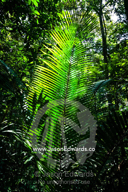 Sunlight passing through the tree canopy backlights the frond of a palm. Amazon River, Amazon Basin, Loreto Region, Maynas Province, Peru.