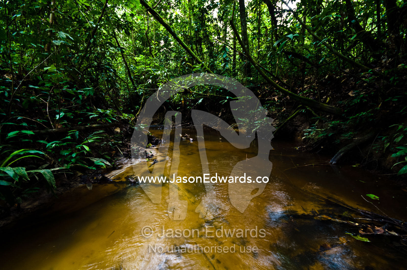 A freshwater stream through the tropical rainforest understory flows over a sandy bottom. Amazon River, Amazon Basin, Loreto Region, Maynas Province, Peru.