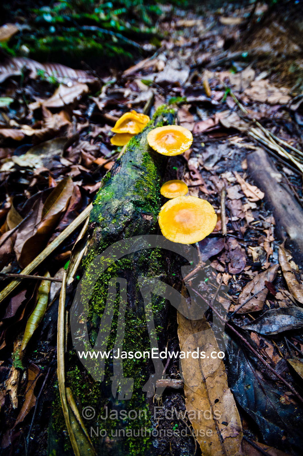 Bright orange fungi sprout from the leaf litter on the rainforest floor. Amazon River, Amazon Basin, Loreto Region, Maynas Province, Peru.