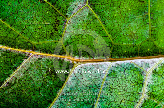 A closeup detail of the bright green wing of a leaf-mimic bush-cricket which aids in camouflage. Amazon River, Amazon Basin, Loreto Region, Maynas Province, Peru.