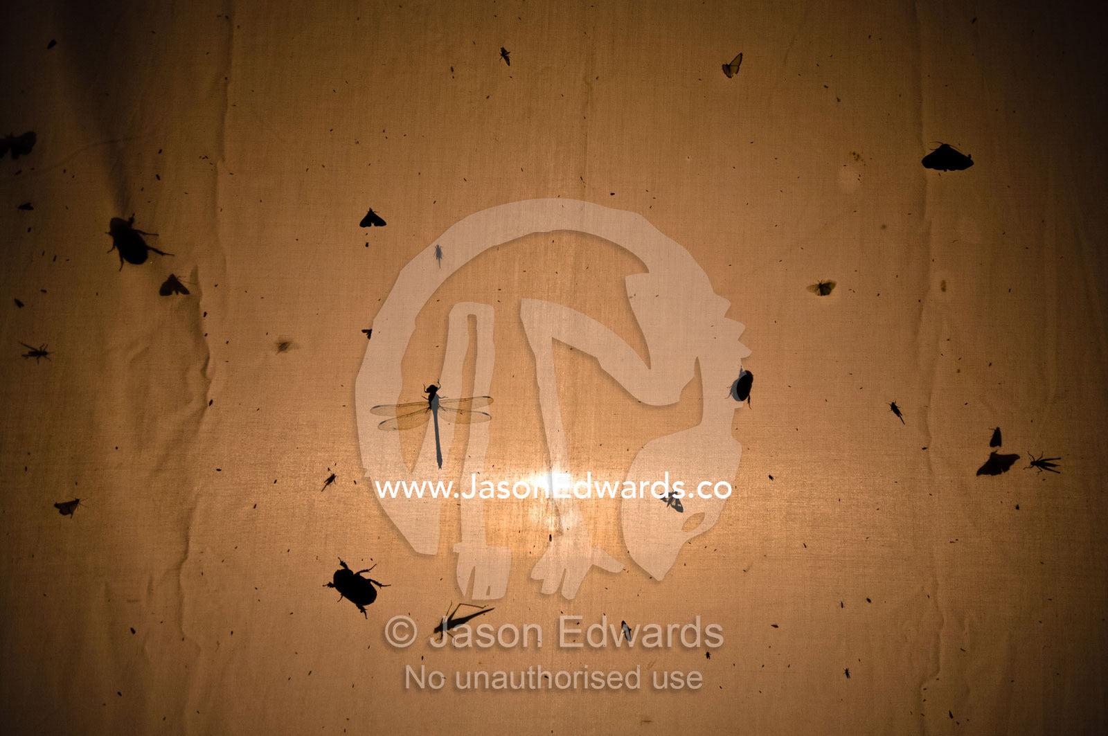 Silhouetted insects drawn by a light gather on the canvas of a tent in the Amazon rainforest. Amazon River, Amazon Basin, Loreto Region, Maynas Province, Peru.