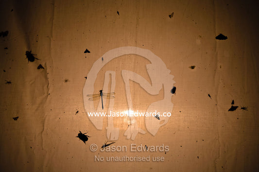 Silhouetted insects drawn by a light gather on the canvas of a tent in the Amazon rainforest. Amazon River, Amazon Basin, Loreto Region, Maynas Province, Peru.