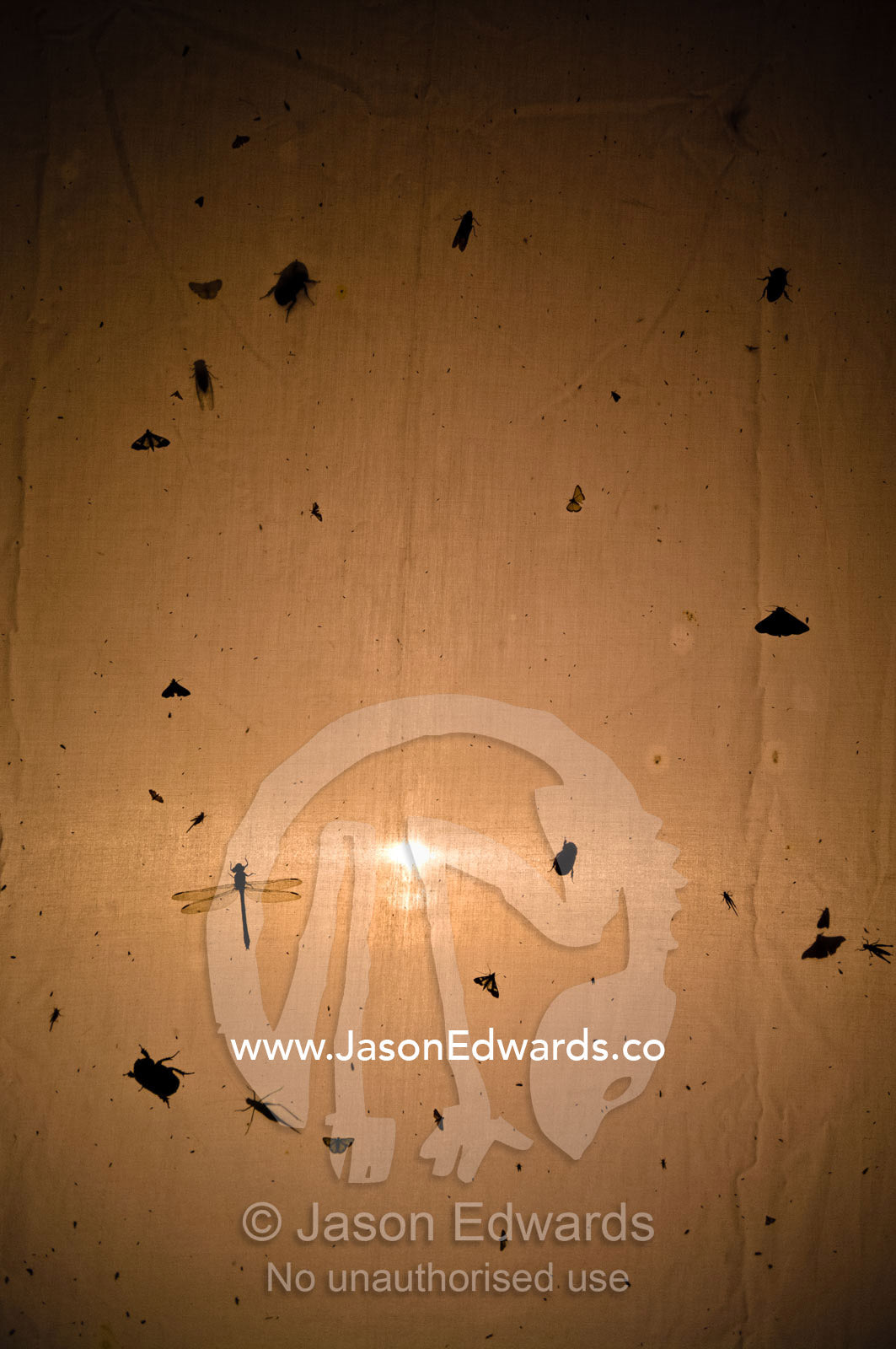 Silhouetted insects drawn by a light gather on the canvas of a tent in the Amazon rainforest. Amazon River, Amazon Basin, Loreto Region, Maynas Province, Peru.