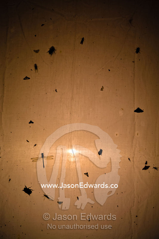 Silhouetted insects drawn by a light gather on the canvas of a tent in the Amazon rainforest. Amazon River, Amazon Basin, Loreto Region, Maynas Province, Peru.