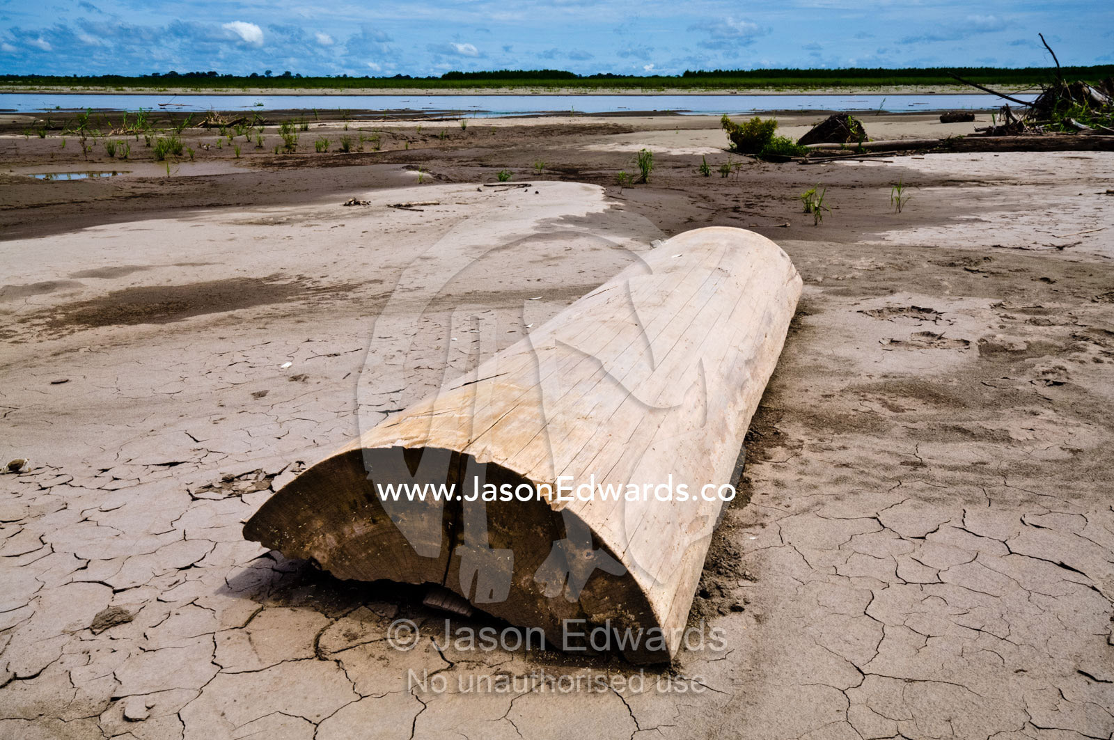A log cut from the Amazon rainforest rots on the shore of a river during the dry season drought. Amazon River, Rio Amazonas, Amazon Basin, Loreto Region, Maynas Province, Peru.