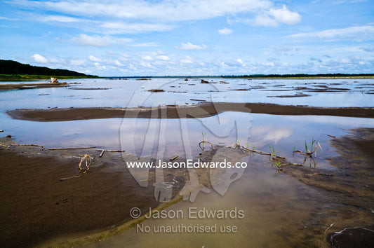 Pools of stagnant water along the shoreline of the Amazon River during the dry season drought. Amazon River, Rio Amazonas, Amazon Basin, Loreto Region, Maynas Province, Peru.