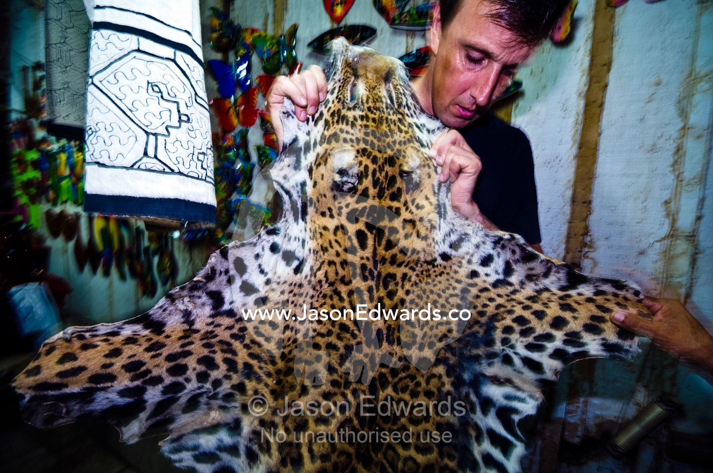 A wildlife conservationist with the coat of a Jaguar butchered by poachers and for sale. Iquitos, Amazon Basin, Loreto Region, Maynas Province, Peru.