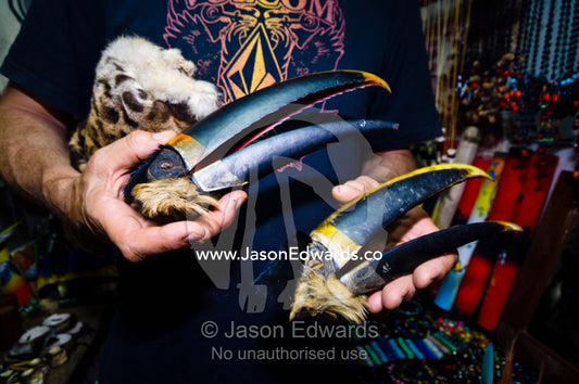 A wildlife conservationist shows the beaks of a Couviers Toucan butchered by poachers and for sale. Iquitos, Amazon Basin, Loreto Region, Maynas Province, Peru.