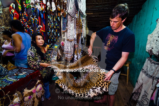 A wildlife conservationist with coats of ocelots by poachers and for sale. Iquitos, Amazon Basin, Loreto Region, Maynas Province, Peru.