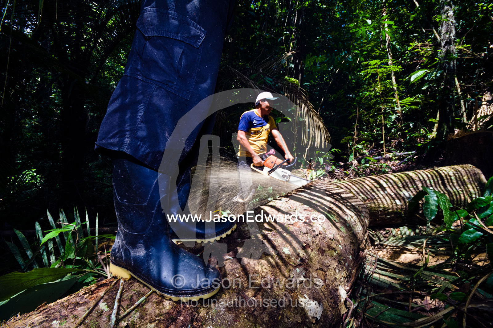 A logging team cuts up a tree trunk they have just felled in the Amazon rainforest. Amazon Basin, Loreto Region, Maynas Province, Peru.