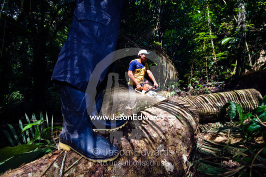 A logging team cuts up a tree trunk they have just felled in the Amazon rainforest. Amazon Basin, Loreto Region, Maynas Province, Peru.