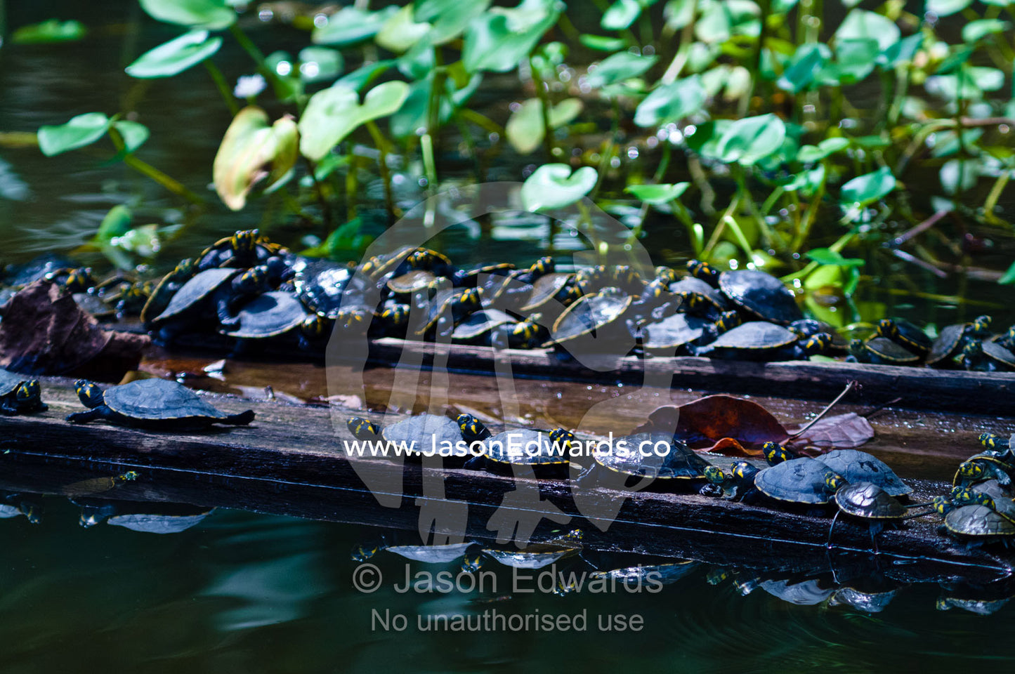 Yellow-spotted River Turtles bask in the sun on logging mill timber floating in a wetland. Parque de Quistococha, Quistococha Zoo, Iquitos, Amazon Basin, Loreto Region, Maynas Province, Peru.