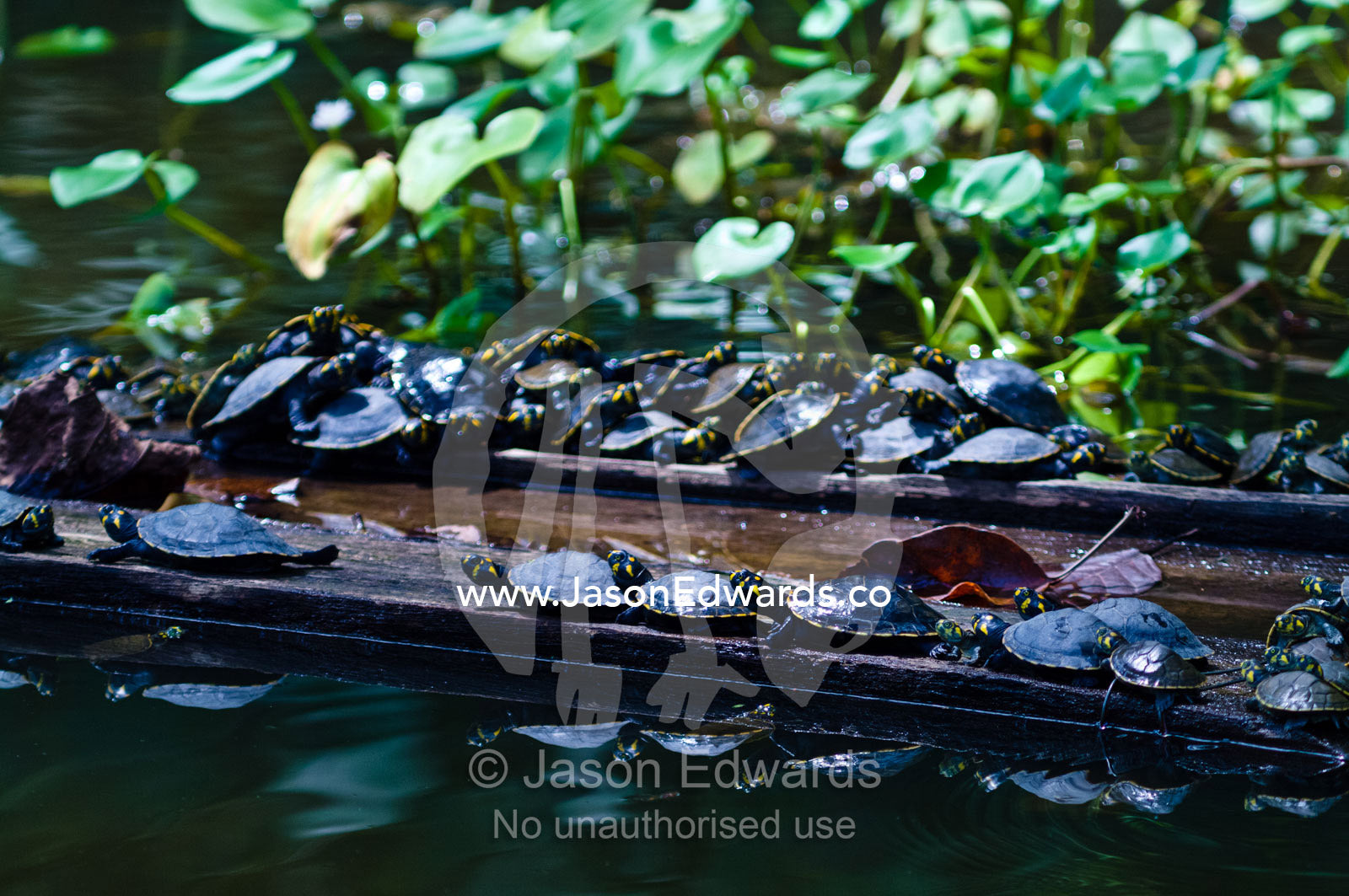 Yellow-spotted River Turtles bask in the sun on logging mill timber floating in a wetland. Parque de Quistococha, Quistococha Zoo, Iquitos, Amazon Basin, Loreto Region, Maynas Province, Peru.