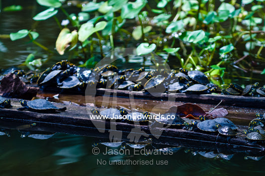 Yellow-spotted River Turtles bask in the sun on logging mill timber floating in a wetland. Parque de Quistococha, Quistococha Zoo, Iquitos, Amazon Basin, Loreto Region, Maynas Province, Peru.