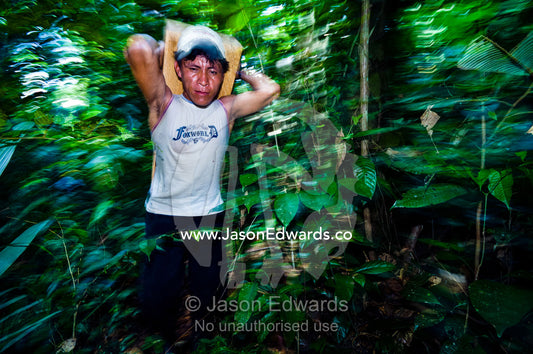A laborer carries a log from a tree felled in the Amazon rainforest. Amazon Basin, Loreto Region, Maynas Province, Peru.