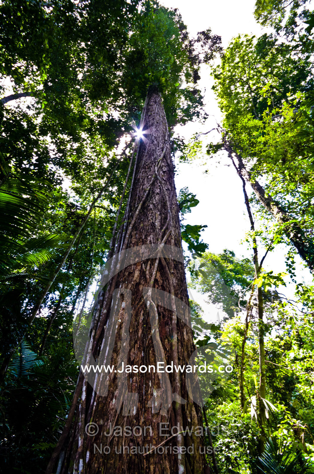 A strangler fig vine climbing the trunk of an enormous tree in the Amazon rainforest. Amazon River, Amazon Basin, Loreto Region, Maynas Province, Peru.