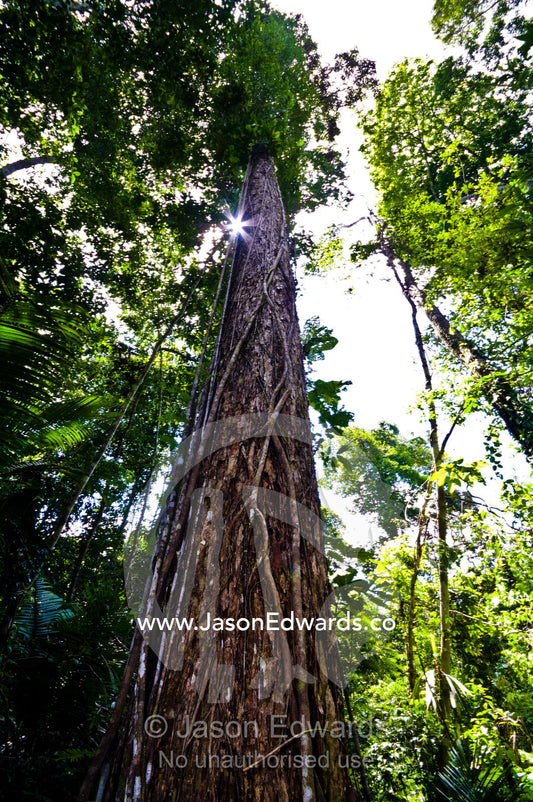 A strangler fig vine climbing the trunk of an enormous tree in the Amazon rainforest. Amazon River, Amazon Basin, Loreto Region, Maynas Province, Peru.