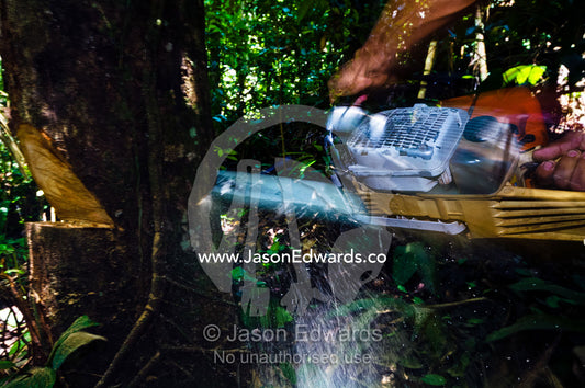 A laborer cutting down a tree with a chainsaw in the Amazon rainforest. Amazon Basin, Loreto Region, Maynas Province, Peru.