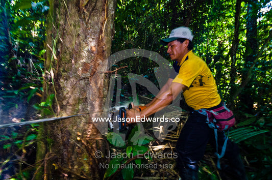 A laborer cutting down a tree with a chainsaw in the Amazon rainforest. Amazon Basin, Loreto Region, Maynas Province, Peru.