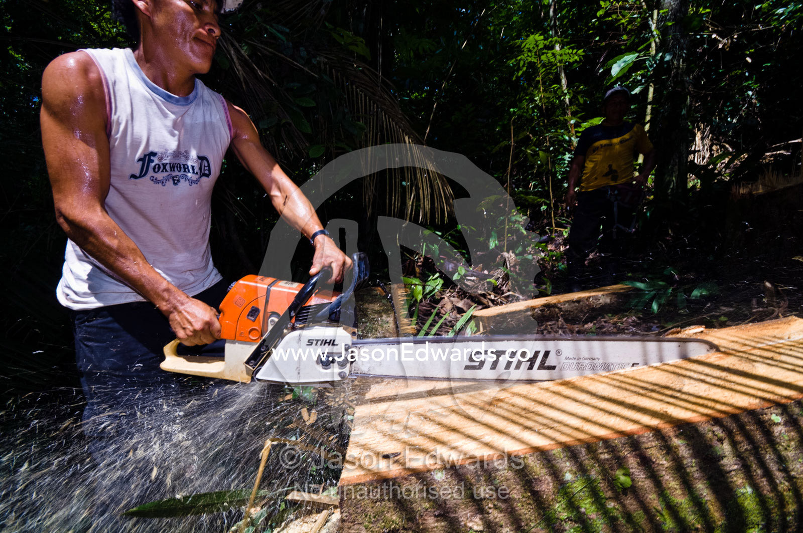 A laborer cutting timber planks from a tree he felled with a chainsaw in the Amazon rainforest. Amazon Basin, Loreto Region, Maynas Province, Peru.
