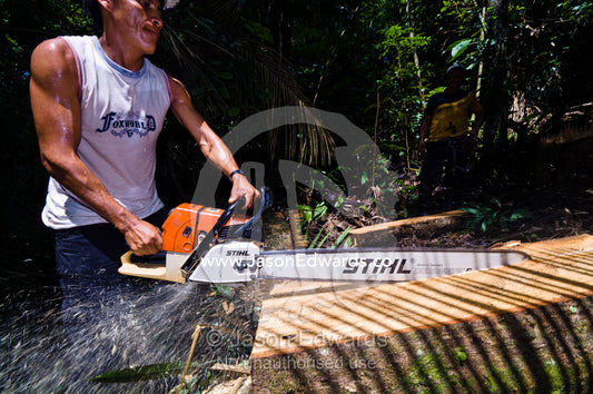 A laborer cutting timber planks from a tree he felled with a chainsaw in the Amazon rainforest. Amazon Basin, Loreto Region, Maynas Province, Peru.