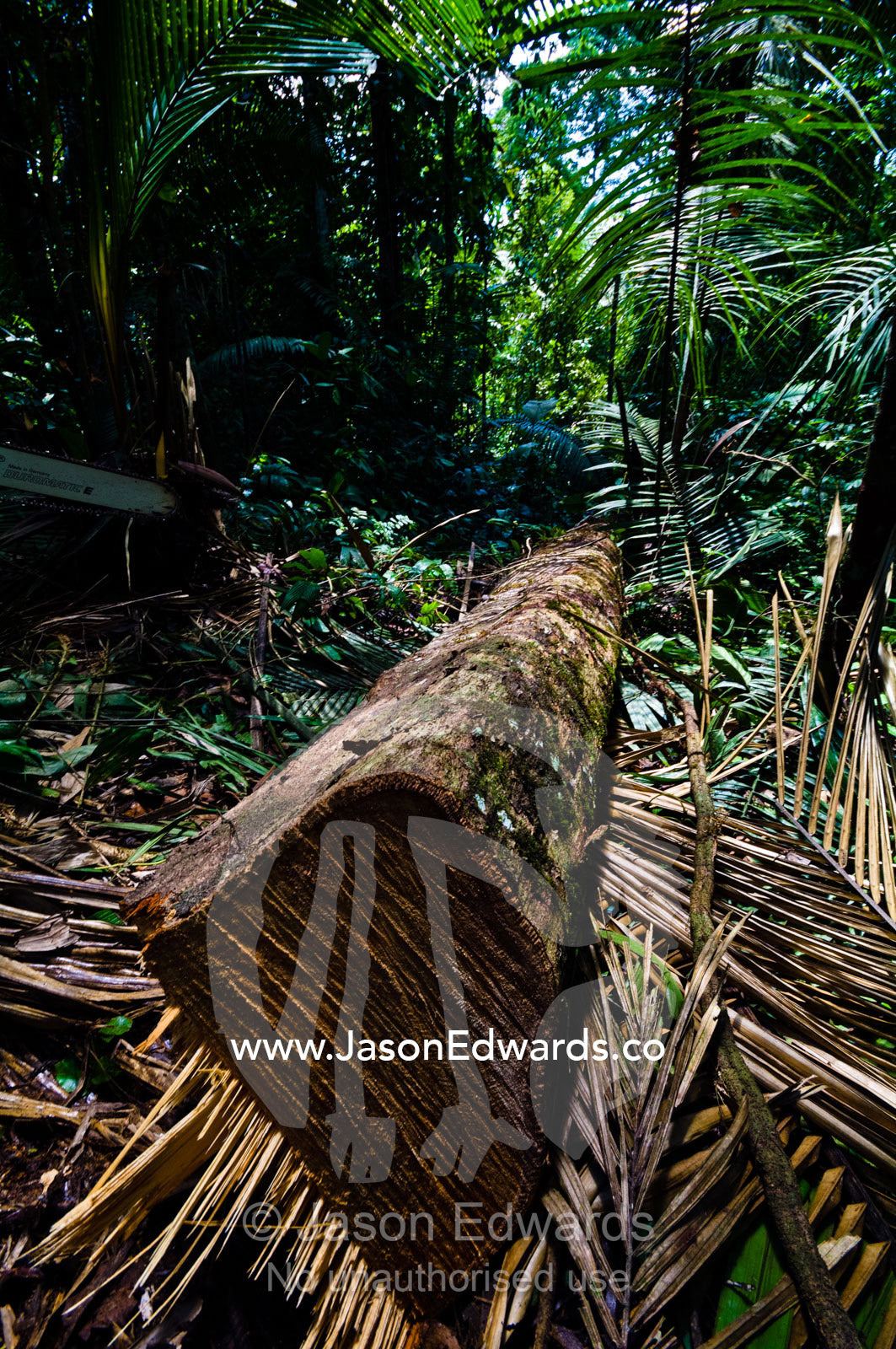 A tree felled in the Amazon rainforest to be cut into timber planks and carried to transport. Amazon Basin, Loreto Region, Maynas Province, Peru.