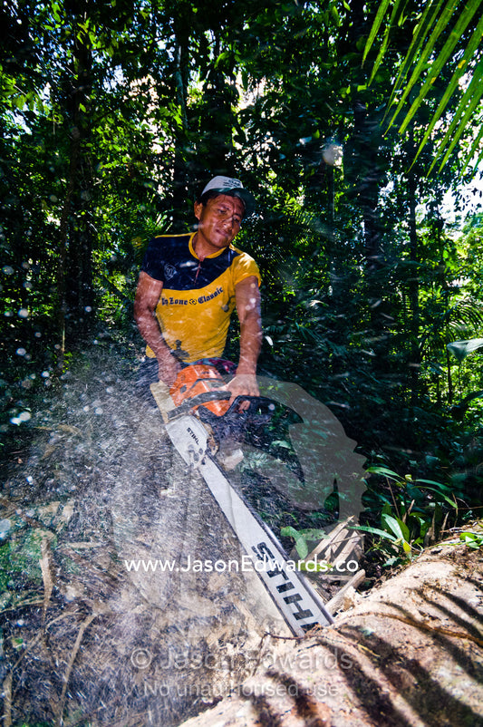 A labourer cutting a tree into timber planks with a chainsaw in the Amazon rainforest. Between Nauta and Iquitos, Amazon Basin, Loreto Region, Maynas Province, Peru.