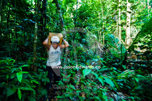 A laborer carries a log from a tree felled in the Amazon rainforest for transportation to a mill. Amazon Basin, Loreto Region, Maynas Province, Peru.