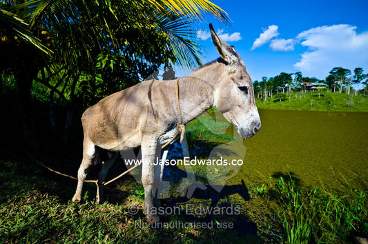 A farm donkey tied to a tree beside a lake covered in water plants. Amazon Basin, Loreto Region, Maynas Province, Peru.