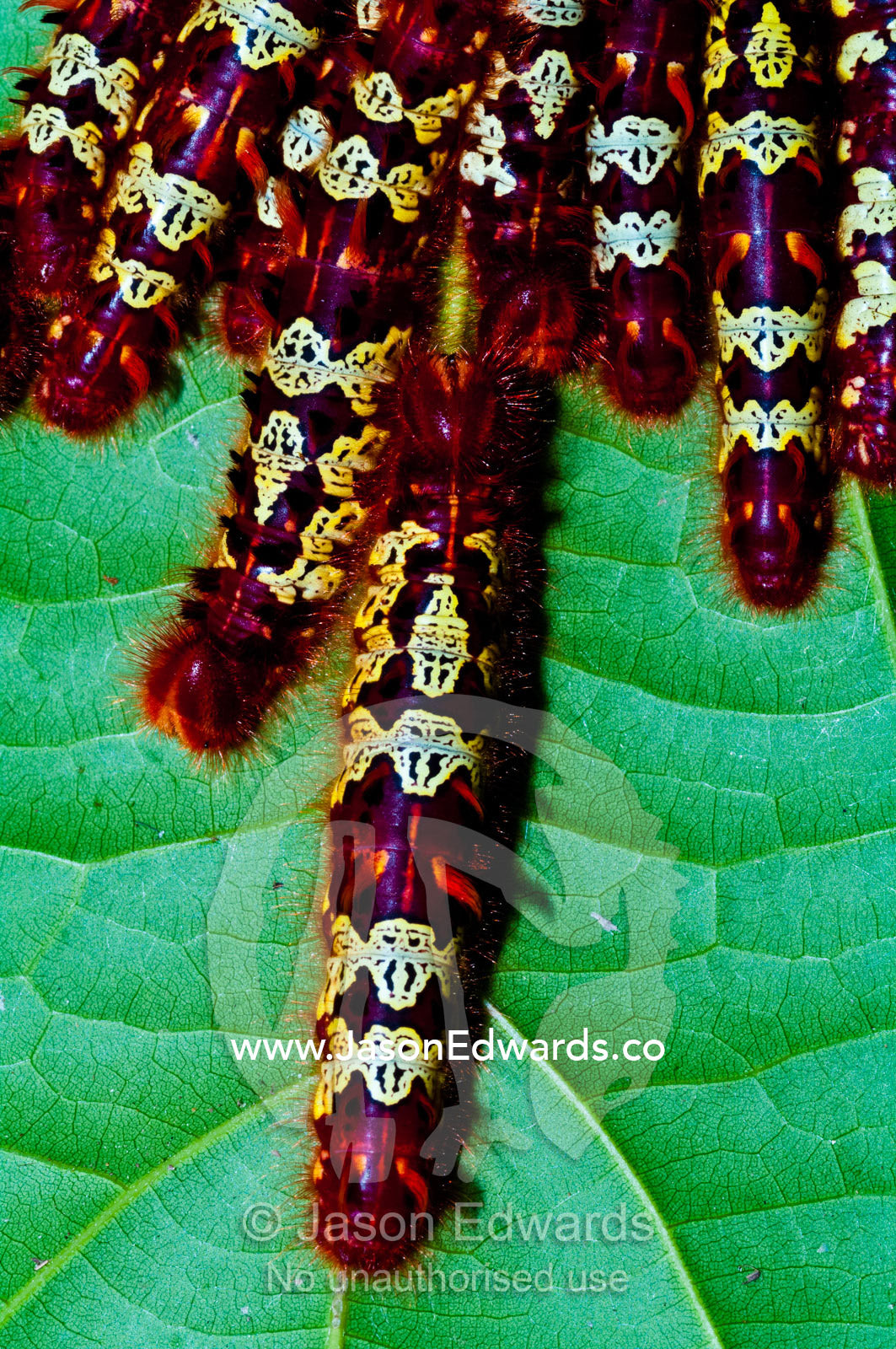 An aggregation of bright red and yellow Morpho telemachus caterpillars gathered on a leaf. Iquitos, Amazon Basin, Loreto Region, Maynas Province, Peru.