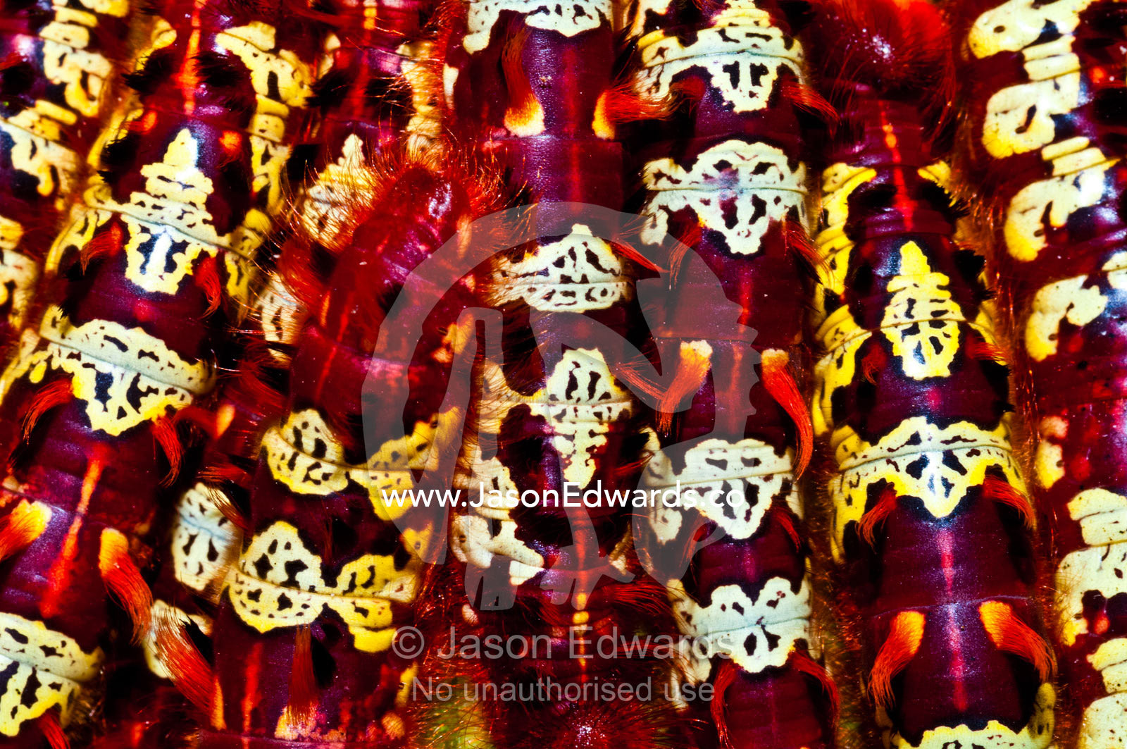 An aggregation of bright red and yellow Morpho telemachus caterpillars gathered on a leaf. Iquitos, Amazon Basin, Loreto Region, Maynas Province, Peru.