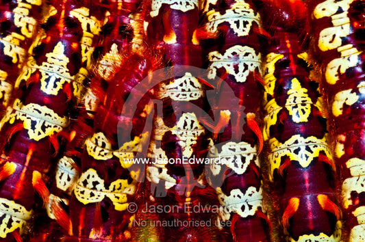 An aggregation of bright red and yellow Morpho telemachus caterpillars gathered on a leaf. Iquitos, Amazon Basin, Loreto Region, Maynas Province, Peru.