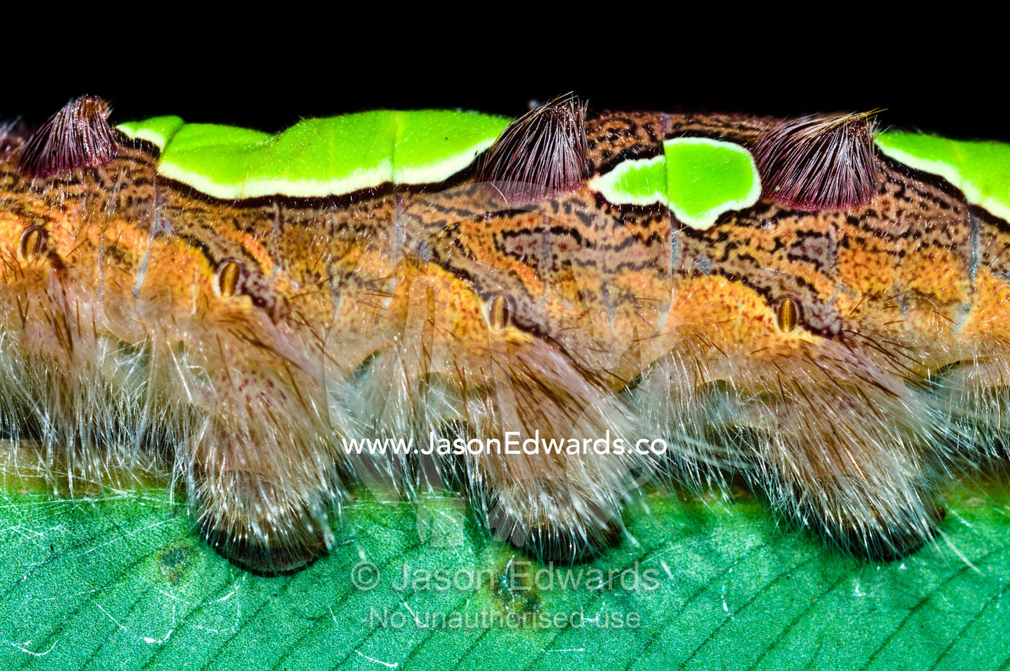 Fluorescent green warning spots on the skin of a Morpho caterpillar walking across a leaf. Iquitos, Amazon Basin, Loreto Region, Maynas Province, Peru.