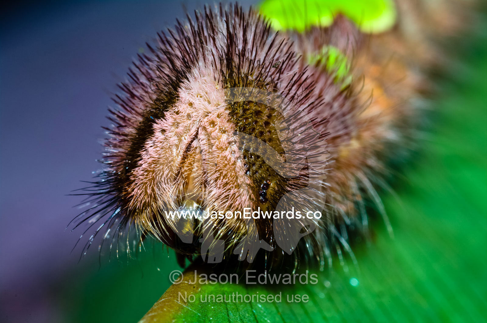 Protective hairs surround the face of a Morpho caterpillar walking across a leaf to feed. Iquitos, Amazon Basin, Loreto Region, Maynas Province, Peru.