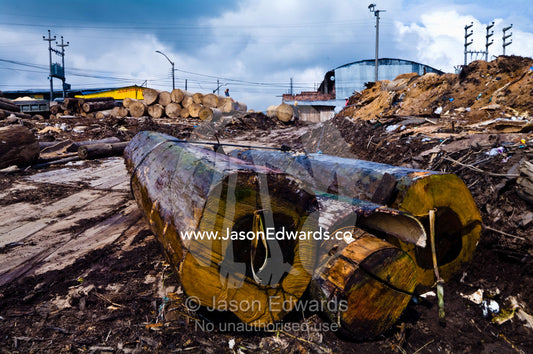 Logs cut from the Amazon rainforest pulled from a barge using steel cables at a lumber mill. Puerto Masusa, Iquitos, Amazon Basin, Loreto Region, Maynas Province, Peru.