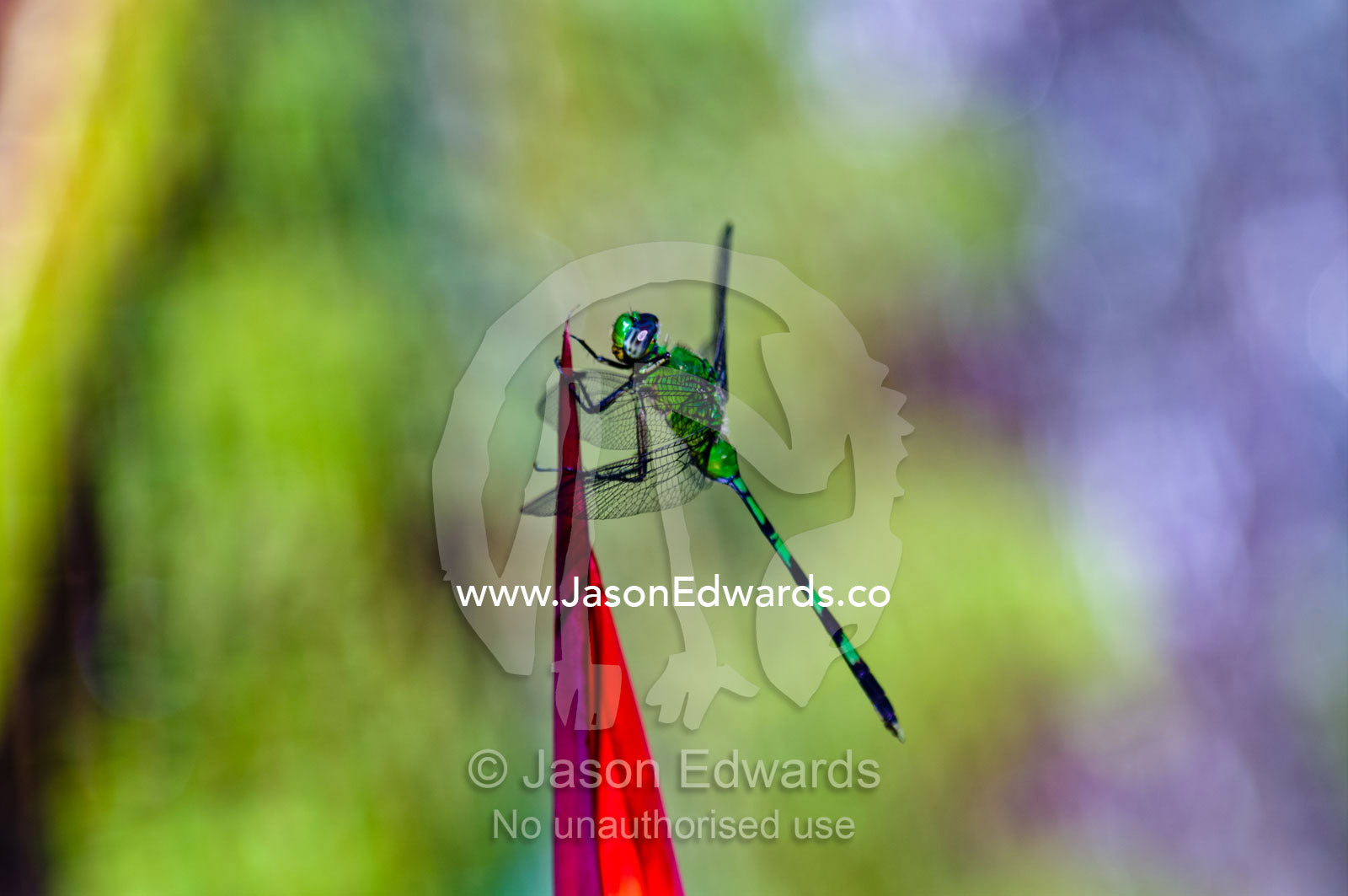 A bright green Great Pondhawk roosting on the red petal of a Heliconia flower. Quistococha Lake, Lago de Quistococha, Parque de Quistococha, Quistococha Zoo, Iquitos, Amazon Basin, Loreto Region, Maynas Province, Peru.