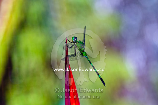 A bright green Great Pondhawk roosting on the red petal of a Heliconia flower. Quistococha Lake, Lago de Quistococha, Parque de Quistococha, Quistococha Zoo, Iquitos, Amazon Basin, Loreto Region, Maynas Province, Peru.