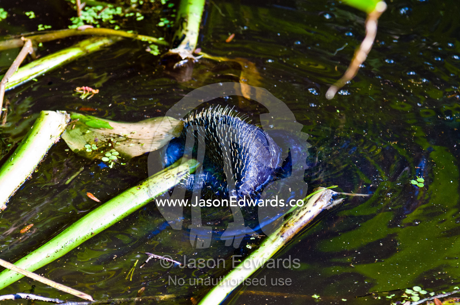An Amazonian Manatee feeding on water plants lining the surface of a lagoon. Nanay River, Iquitos, Amazon Basin, Loreto Region, Maynas Province, Peru.